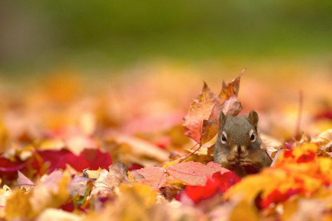 Обои картинки фото животные, белки, белка, листья, осень, природа