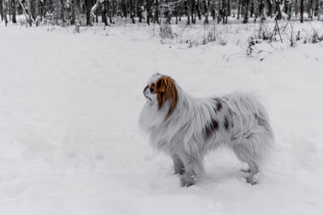 Обои картинки фото животные, собаки, профиль, снег