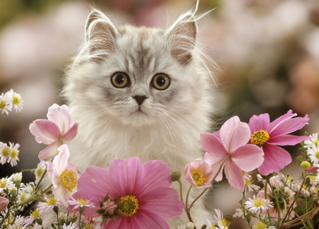Обои картинки фото животные, коты, цветы, космея, котенок, пушистый