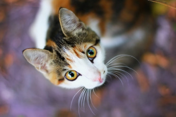 Картинка животные коты кошка взгляд фон
