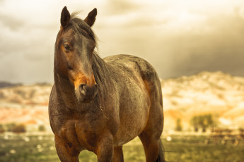 Картинка животные лошади горы травинка лошадь