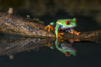 Картинка животные лягушки лягушка вода коряга древесная