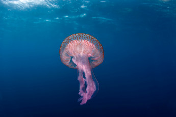 Картинка животные медузы море океан вода мир подводный