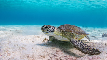 Картинка животные Черепахи море вода фон черепаха подводный мир морская на дне