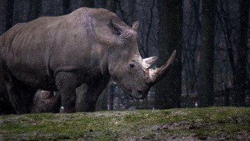Картинка животные носороги носорог деревья