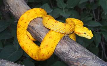 Картинка ботропс животные змеи +питоны +кобры островной жёлтый змея ядовитый