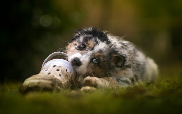 Картинка животные собаки грызет обувь аусси австралийская овчарка щенок лежит собака природа