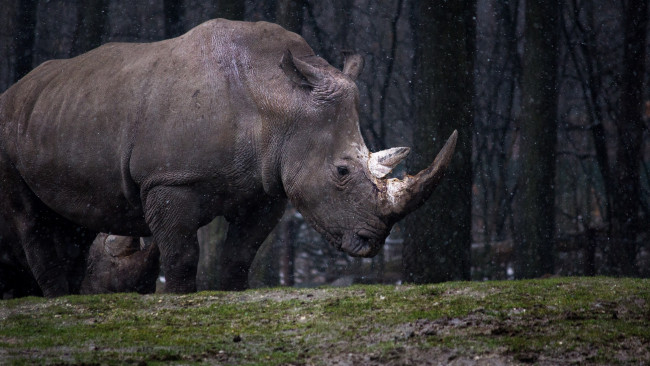 Обои картинки фото животные, носороги, носорог, деревья