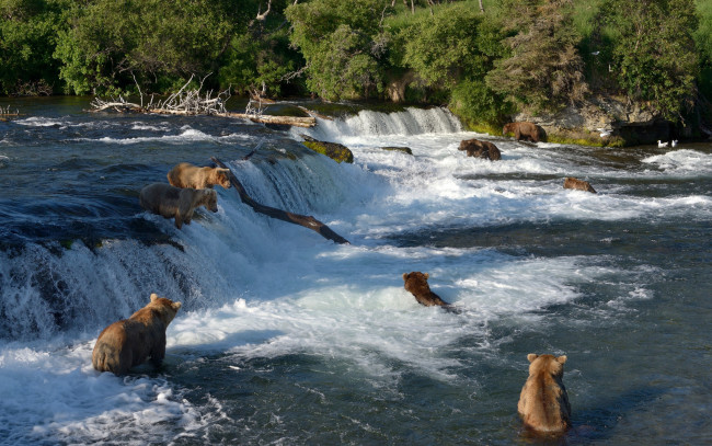 Обои картинки фото животные, медведи, река, водопад, брукс, brooks, river, национальный, парк, катмай, katmai, national, park, alaska, аляска, рыбалка, falls, купание