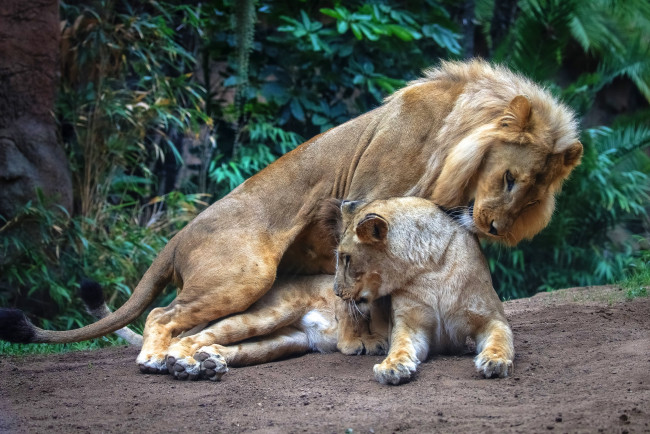 Обои картинки фото животные, львы, нежная, любовь, секс, позиция, лежа, два, льва, способ, две, кошки, спаривание, совокупление, львица, дикие, лежит, влюбленные, взгляд, пара, лев, растения, природа, поза, листья