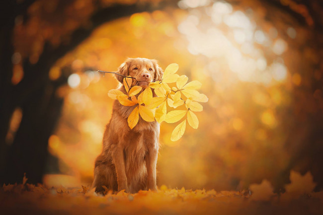 Обои картинки фото животные, собаки, новошотландский, ретривер, боке, ветка, собака, листья, осень