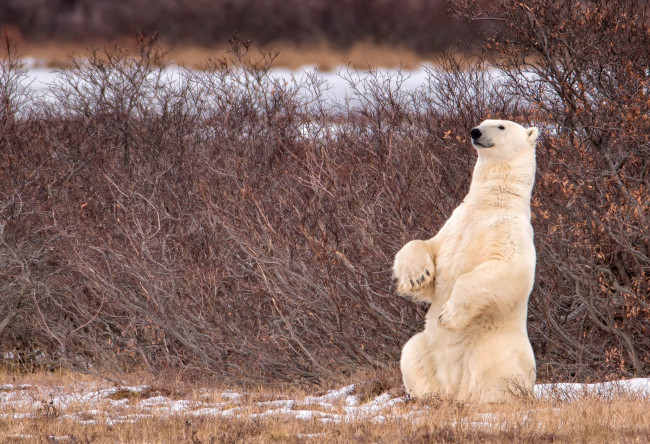 Обои картинки фото животные, медведи, медведь, канада, canada, белый, кусты, стойка, полярный, manitoba, манитоба