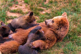 Картинка животные медведи медведица медвежата медведь бурый гризли кодьяк животное хищник млекопитающее хордовые