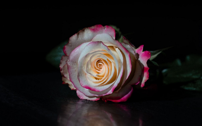 Обои картинки фото цветы, розы, двухцветная, роза