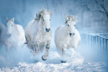 обоя животные, лошади, зима