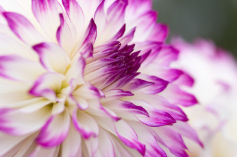 Картинка цветы георгины цветок макро георгина бело-розовая
