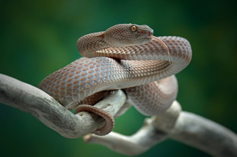 Картинка питон животные змеи +питоны +кобры язык взгляд змея ветка серая зеленый фон