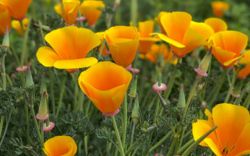 Картинка цветы эшшольция+ калифорнийский+мак желтые бутоны