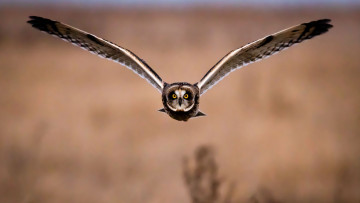 Картинка сова животные совы птица фауна дикая природа