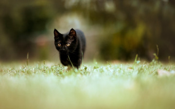 Картинка черный+кот животные коты кот животное фауна взгляд цвет котик