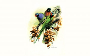 обоя рисованное, животные,  птицы,  попугаи, попугаи, ягоды, ветки