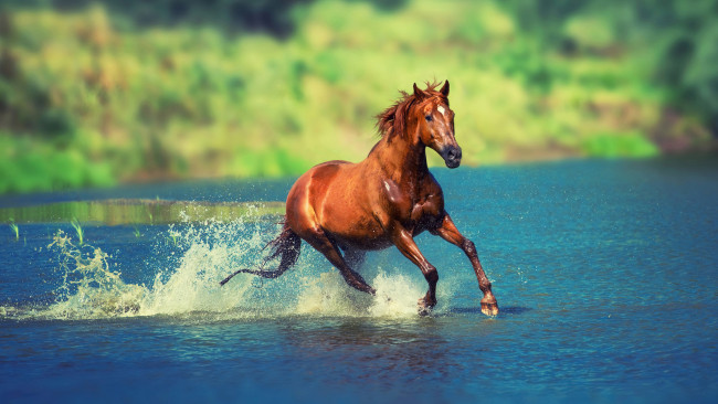 Обои картинки фото животные, лошади, гнедой, брызги, озеро