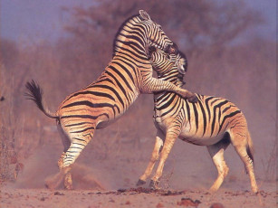 обоя животные, зебры