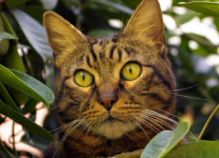 Картинка животные коты усы глаза