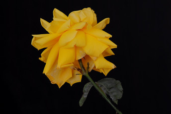Картинка цветы розы лепестки жёлтые