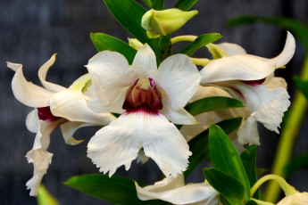 Картинка цветы орхидеи кремовый экзотика
