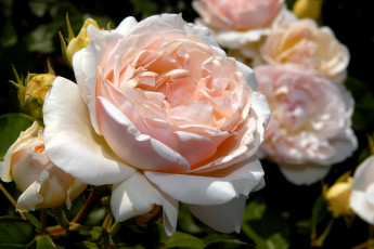 Картинка цветы розы большой бледно-розовый