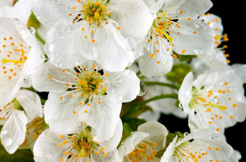 Картинка цветы цветущие деревья кустарники белый капли тычинки
