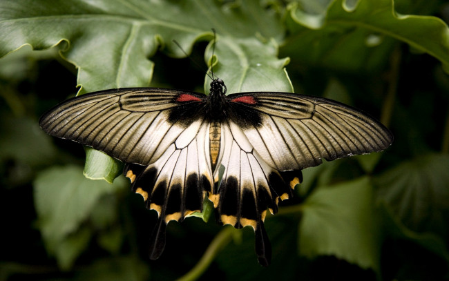 Обои картинки фото животные, бабочки, крылья, большой
