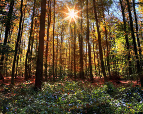 Картинка германия кайзерзеш природа лес лучи солнце