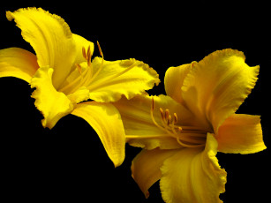 Картинка цветы лилии лилейники лепестки
