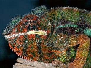 Картинка хамелеон животные хамелеоны цветной ящерица