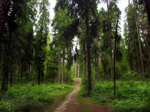 Картинка ленинградская область рощино линдуловская роща природа лес