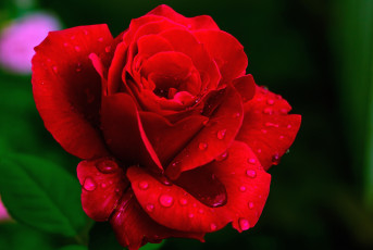Картинка цветы розы макро красный капли лепестки