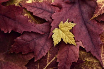 Картинка природа листья желтый бордовый