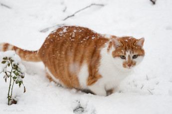 Картинка животные коты снег котяра