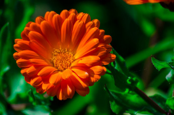 Картинка цветы календула оранжевый макро