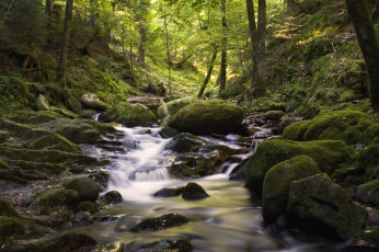 Картинка природа реки озера вода лес поток камни