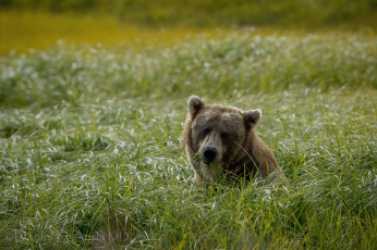 Картинка животные медведи трава бурый