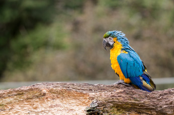 Картинка животные попугаи ара перья