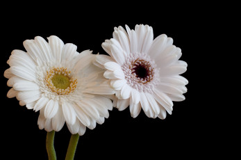 Картинка цветы герберы белый пара лепестки