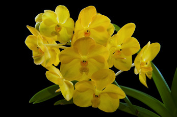 Картинка цветы орхидеи желтый ветка экзотика