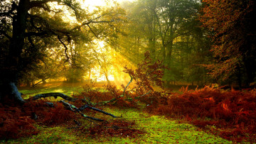 Картинка природа лес свет осееньь краски