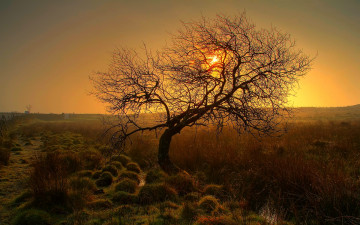 Картинка природа деревья солнце свет трава дерево поле
