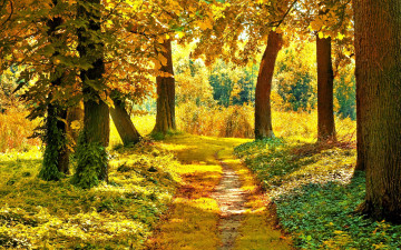 Картинка природа дороги лес дорога осень
