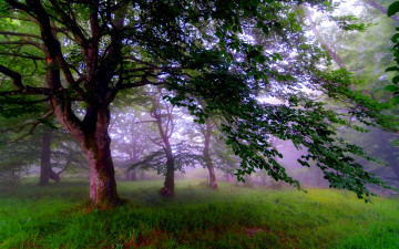 Картинка природа лес кроны трава туман